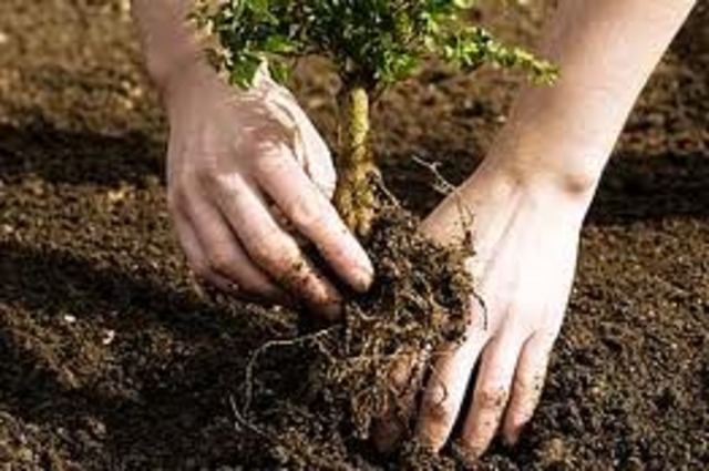 volunteer work at local to school