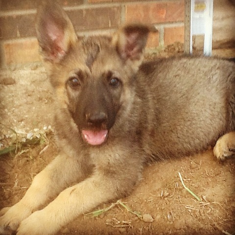 Welcome to the family GRIZZ