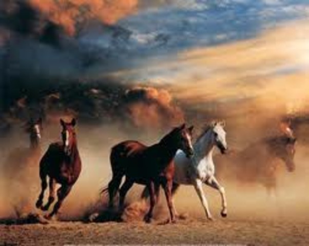 Horses