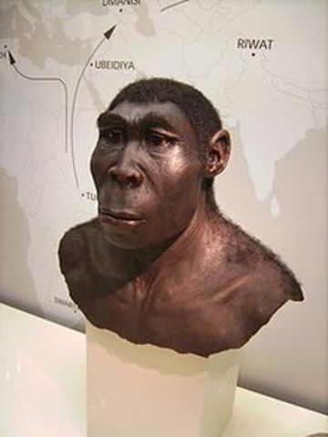homo erectus