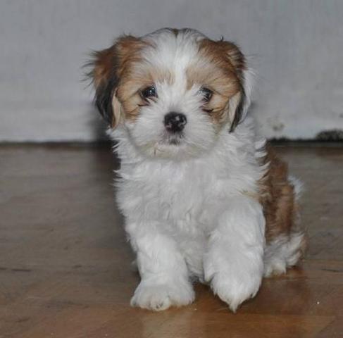 I got my second puppy Toby.