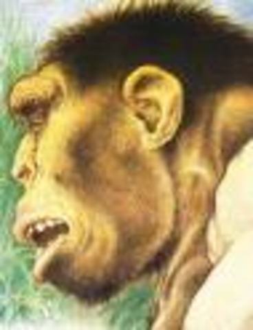 homo erectus