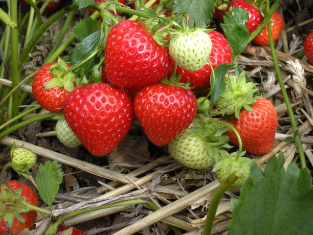 First time strawberry picking