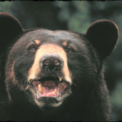 Timeline: Black Bear and Cougar Attacks in Colorado, 1960-2011