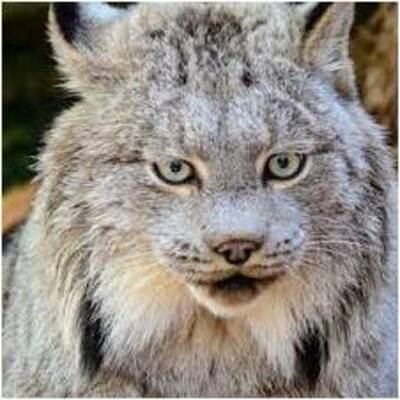 Timeline: Canadian Lynx