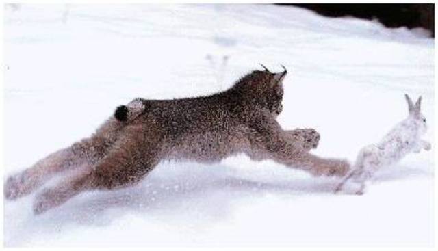 The Conservation of the Wild Life of Canada published by biologist Charles Gordon Hewitt