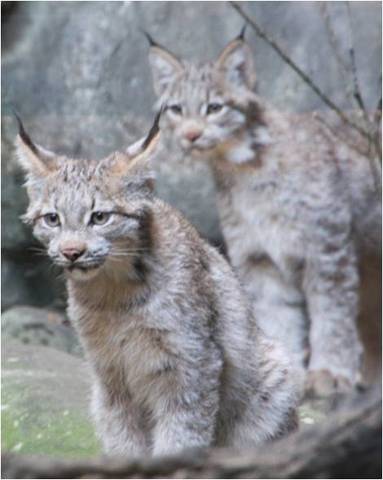 Record High Population