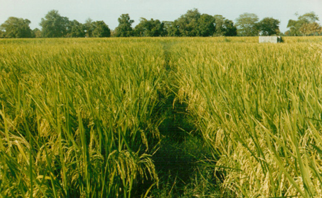 New Crops From America Reach China