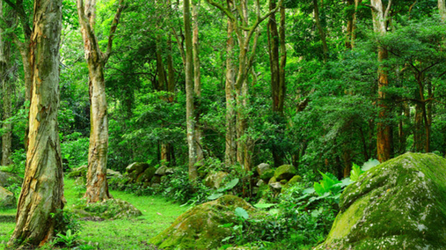 Publication of Silent Spring