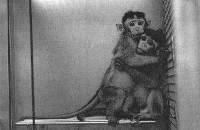 Money Used To Test On Animals