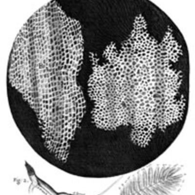 Timeline: Cell Theory Timeline