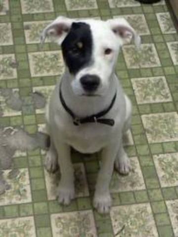 I Got Willow (my puppy)