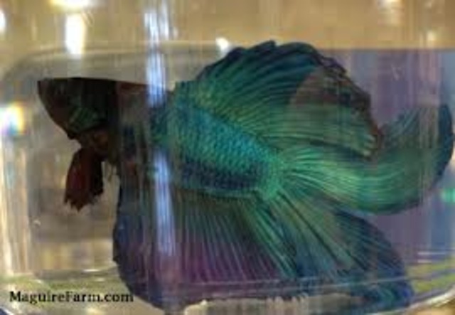 I Got My First Fish :)