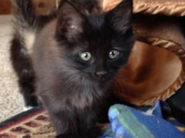 I Got Olive (My Cat)