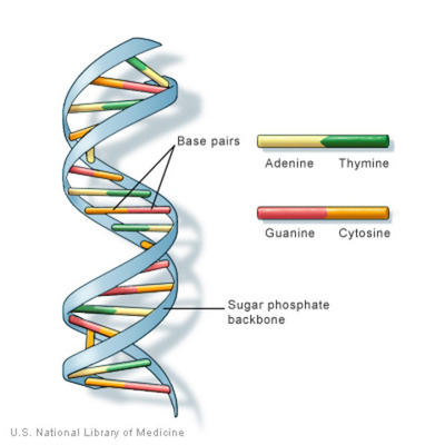 Timeline: DNA: The Genetic Material Timeline