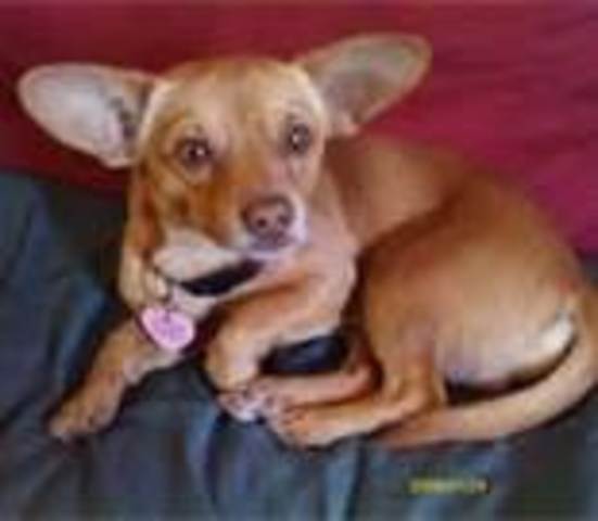 The day my little puppie died molly