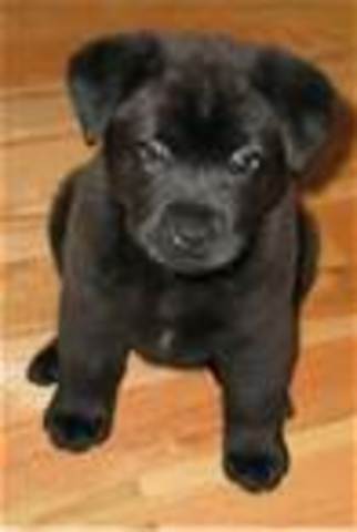 I got my first puppy.