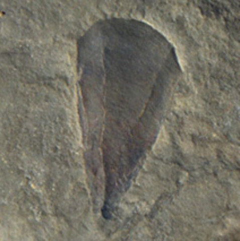 cambrian