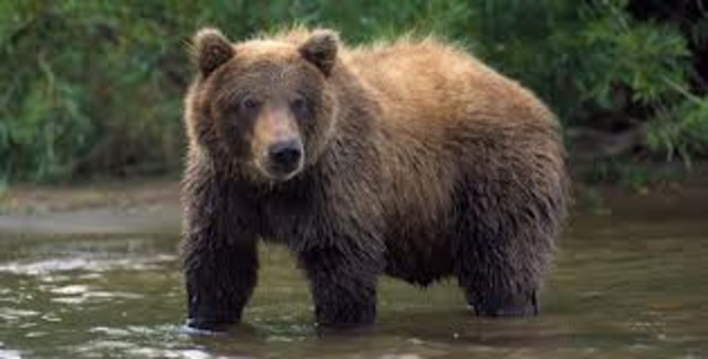 Into Grizzly Country