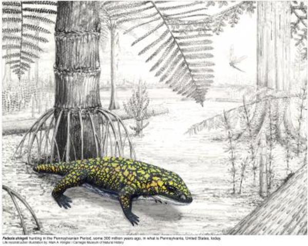 Carboniferous / Pennsylvanian Period