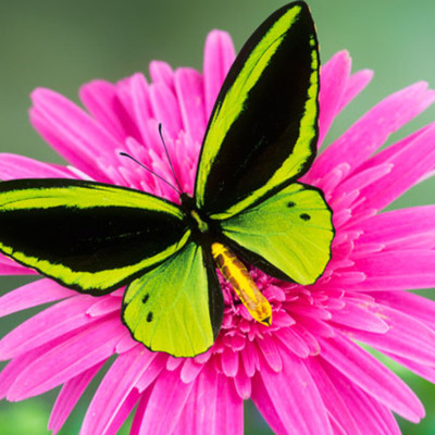 Timeline: In the Time of the Butterflies