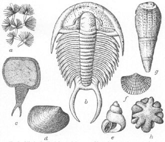 Cambrian Period