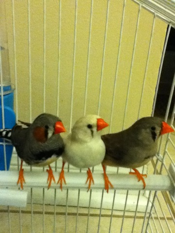 Bought Birds