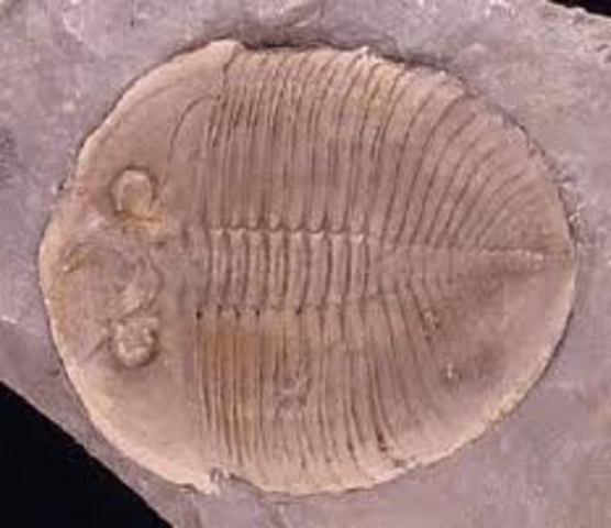 Cambrian Period