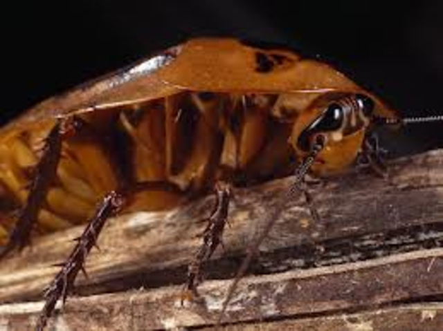 Carboniferous Pennsylvanian Period