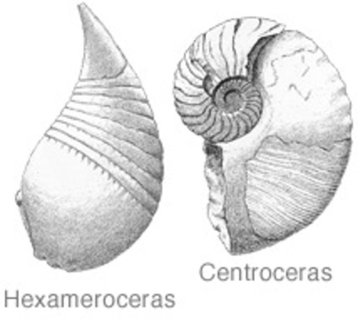 Ordovician Period
