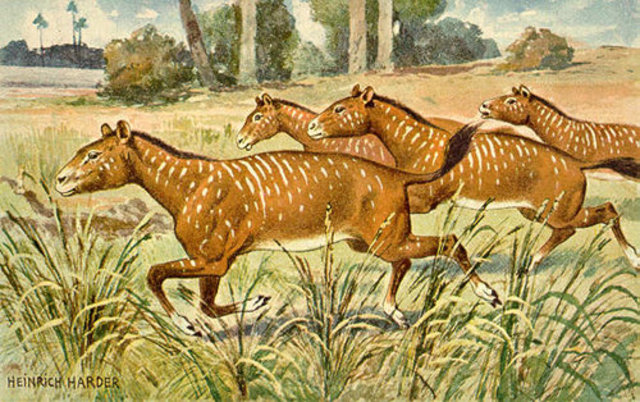 Cenozoic / Tertiary / Eocene 9:00am