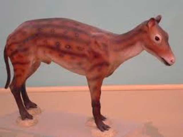 Tertiary,Eocene 9A.M.