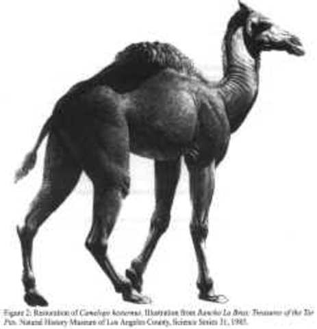 Cenozoic / Tertiary / Oligocene 12:00pm