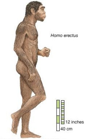 Homo Erectus