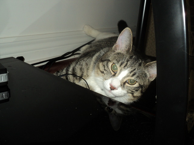 Adopted my cat Simba