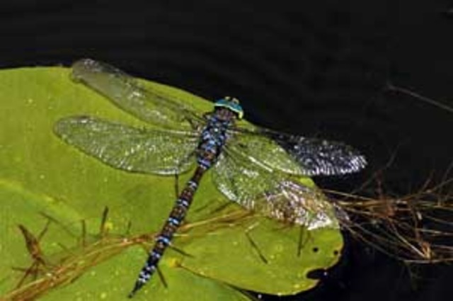 Pennsylvanian period