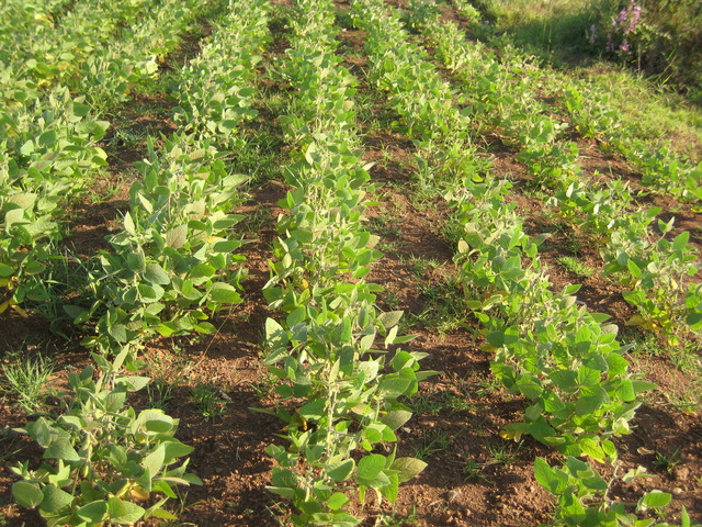 There was a major population growth in China