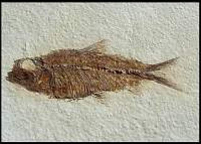 Tertiary Paleocene 7:00 AM