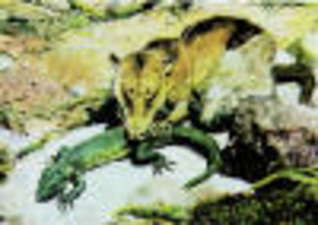 Mesozoic Era begins-Triassic Period