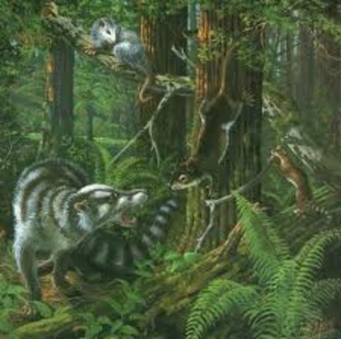 7 a.m. Cenozoic Era andTertiary Period begin- Paleocene Epoch