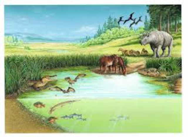 Eocene Period 1:00pm