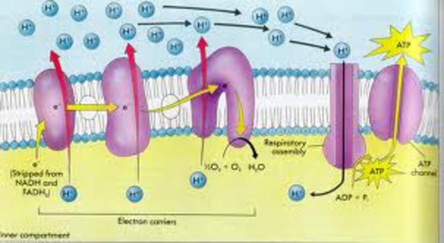 WHY DO WE PUMP H+ INTO THE CELL???