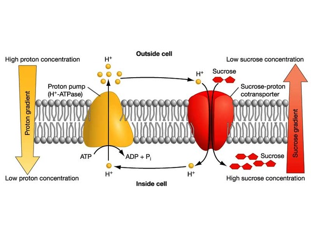 ELECTRON ENERGY USED...