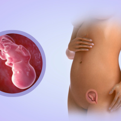Timeline: Fetal Development