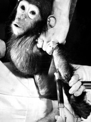 Chimpanzees ge vaccinated