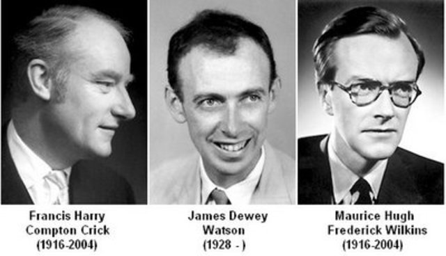James Watson and Francis Crick and Maurice Wilkins