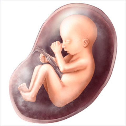 End of the 2nd Trimester ~ 27 Weeks