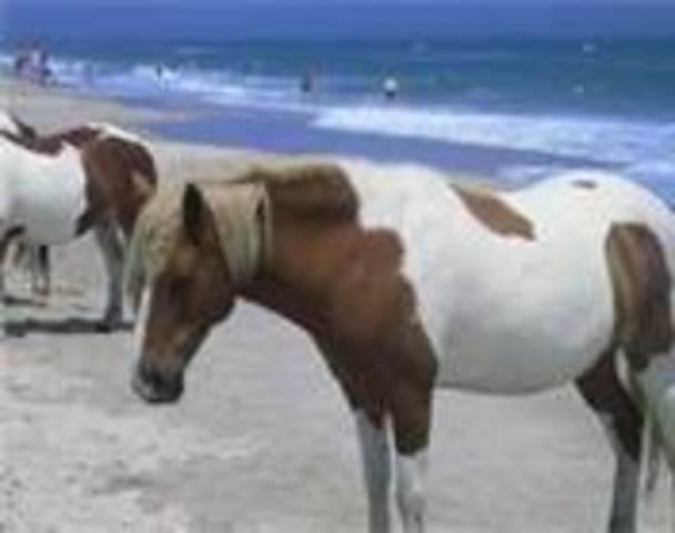 The first time I went to chincoteague island