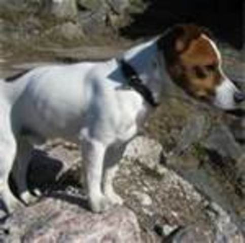 Getting my first dog