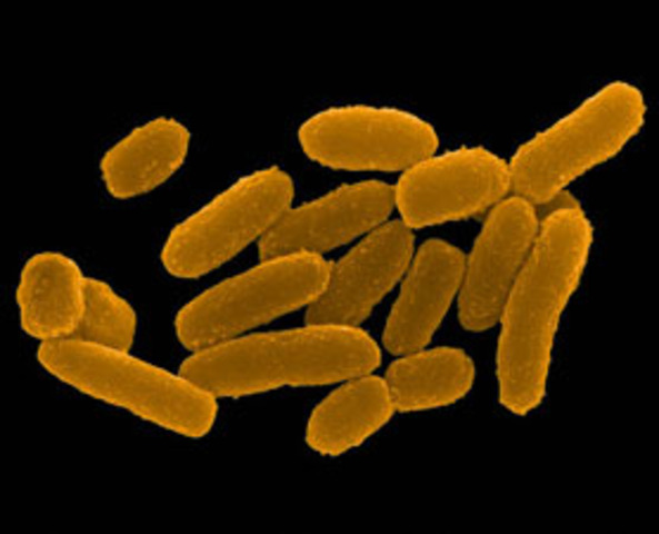 Out break of the Black Death